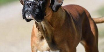 Cani e problemi respiratori, le 12 razze a rischio dal pechinese al boxer