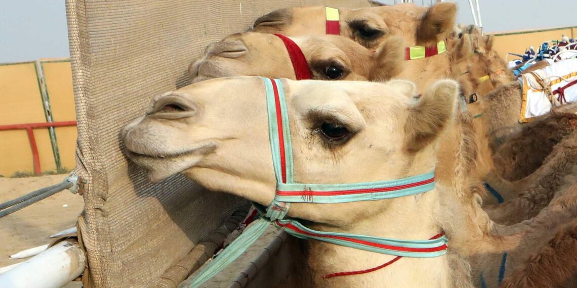 Ritocchini col botox, 20 cammelli squalificati dal concorso di bellezza